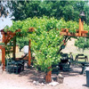 The Arbor

