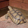 The Tortoise Compound

