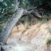 The Trail
